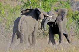 Sabi Sands elephants  by s9-4pr