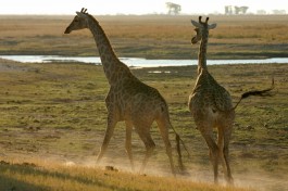 Chobe giraffes 