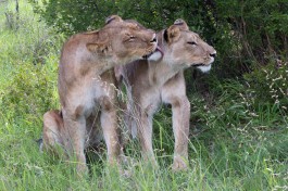 Khwai lions  by Lip Kee