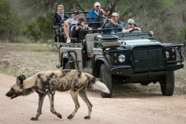 Sabi Sand game drive 