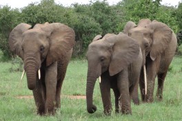 Tarangire  by Max Clendenning