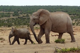 Addo elephants  by Werner Bayer