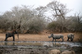 Kruger rhino & elephant  by flowcomm