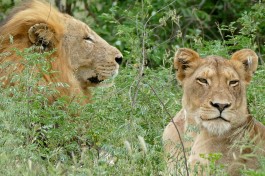 Kruger lions  by Bernard DUPONT