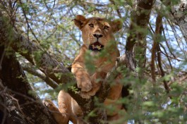 Northern Circuit  by Christine Olson