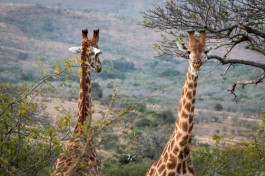 Hluhluwe-Imfolozi giraffes  by Ryan Kilpatrick