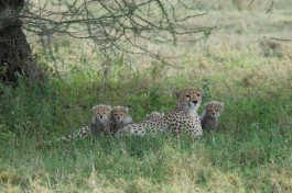Ngorongoro  by Christoph Borer