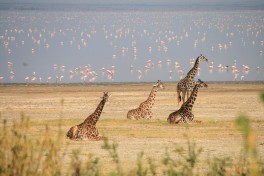 Lake Manyara  by Marc Veraart