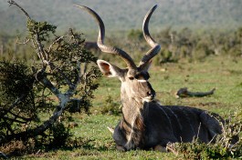 Addo kudu  by Crystian Cruz