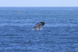 Hermanus  by Ross Huggett