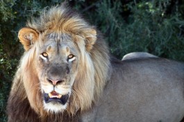 Addo Park lion  by flowcomm