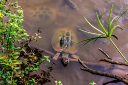  Mlilwane Wildlife Sanctuary  by Vaiz Ha