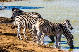 Addo zebras  by Vaiz Ha