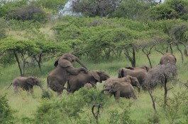 Hluhluwe elephants  by jumblejet