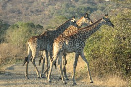 Hluhluwe giraffes  by Bobbie