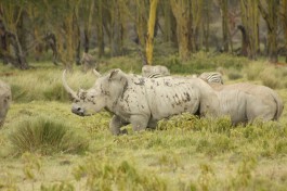 Nakuru rhinos  by Weldon Kennedy