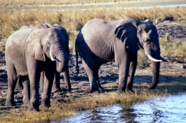 Chobe River elephants  by Kate