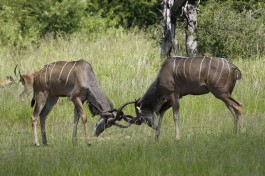 Kruger kudu  by Derek Keats