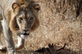 Kruger lion  by flowcomm