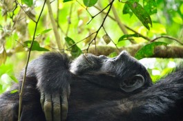 Uganda chimpanzee  by Rod Waddington