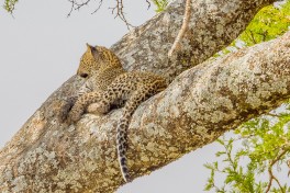 Serengeti leopard  by Esin Ustun