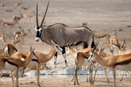 Etosha Park  by simonsimages