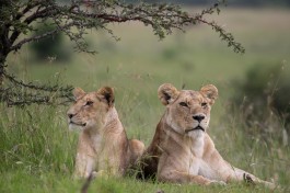 Mara lions  by Make it Kenya