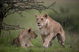 Masai Mara lions  by Make it Kenya