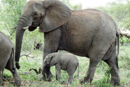 Elephants in Kruger  by Kent Wang