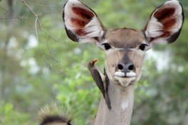 Kruger sighting  by Kent Wang