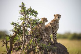 Mara cheetahs  by Make it Kenya