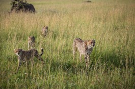 Masai Mara  by Make it Kenya