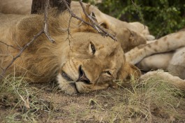 Lions in Kruger Park  by Bryce Walker