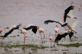 Lake Manyara  by Christoph Borer