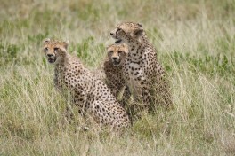 Serengeti cheetahs  by Christoph Borer