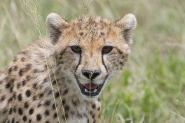 Serengeti cheetah  by Christoph Borer