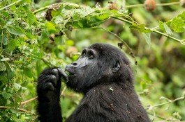 Uganda gorilla  by Justin Raycraft