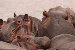 Lake Naivasha hippos  by Jake