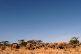 Samburu elephants  by Franco Pecchio