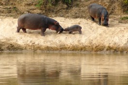 South Luangwa hippos  by fiverlocker