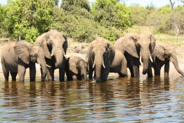 Chobe, Botswana  by Tom Skrinar