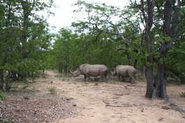 Matobo rhinos  by Katie Hunt