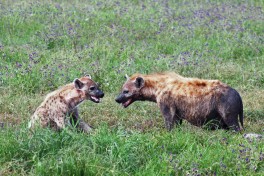 Ngorongoro Crater hyenas  by Harvey Barrison