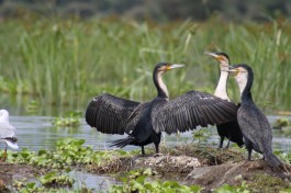 Lake Naivasha cormorants  by shankar s.