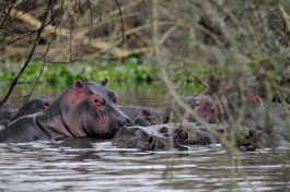 Lake Naivasha hippos  by Son of Groucho