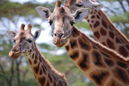Nakuru giraffes  by Katie Hunt