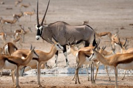 Etosha, Namibia  by simonsimages