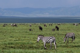 Ngorongoro Crater  by Timo Luege