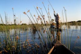 Okavango Delta, Botswana  by Athena Lao