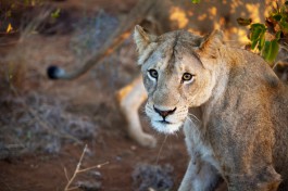 Kruger lion 